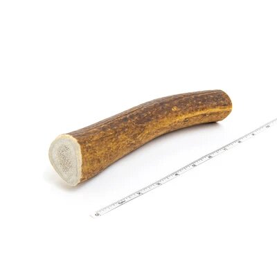 XL Whole Elk Antler Dog Chew