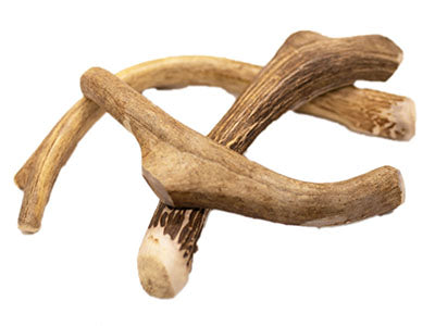 Medium Whole Elk Antler Dog Chew