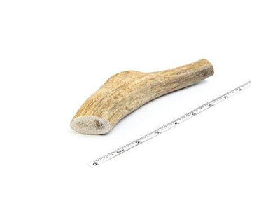 Medium Whole Elk Antler Dog Chew